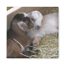Magnet ~ Baby Goat :: Love by LoriOriginals Magnet ~ Baby Goat :: Love