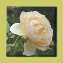 Magnet - Beautiful Rose magnets