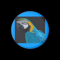 Magnet, Blue-and-Gold Macaw magnets