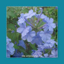Magnet - Blue Flowers by unclechuckstoys Magnet - Blue Flowers