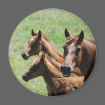 Magnet - Chestnut Mare & Foals by smilodonart Magnet - Chestnut Mare & Foals