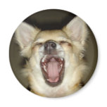 magnet chihuahua photo perso