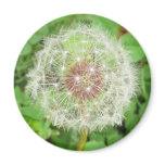 garden, weeds, seeds, dandelion, geometric