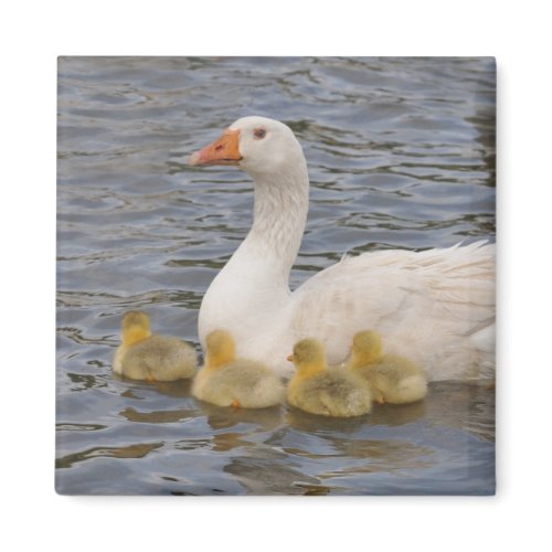 Magnet: Embden goose and goslings magnet