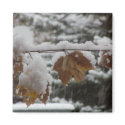 Magnet - Fall color prevails in snowy New England by jimhillmedia Magnet - Fall color prevails in snowy New England