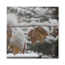 Magnet - Fall color prevails in snowy New England