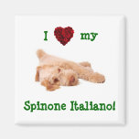 Magnet, featuring gorgeous Spinone puppy l