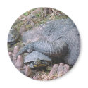 Magnet "Gator Hugs"