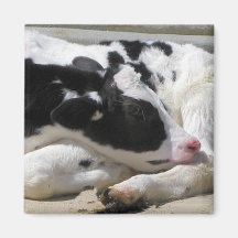 Magnet, Heifer, Baby Cow Photography