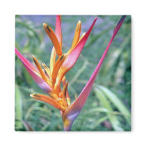 MAGNET - Hibiscus Flower by Karedesign4 MAGNET - Hibiscus Flower
