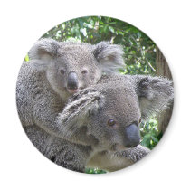 Magnet Koala and Baby Australia Photo ZIZZAGO by shanmaree Magnet Koala and Baby Australia Photo ZIZZAGO