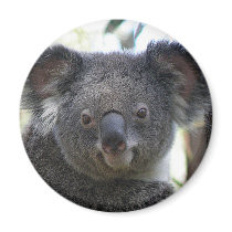 Magnet Koala Australia Photo ZIZZAGO by shanmaree Magnet Koala Australia Photo ZIZZAGO