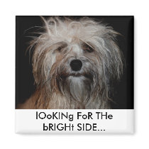 Magnet Looking for the Bright Side - Shorkie Mess magnets