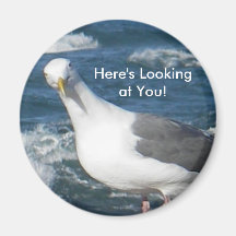Magnet:  Looking Gull