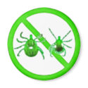 Magnet, Lyme Disease Awareness, Green Ticks zazzle_magnet