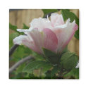 Magnet of a Rose of Sharon Bloom