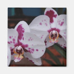 Magnet: Orchids