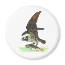 Magnet: Osprey by John James Audubon
