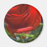 Magnet-Red Rose with water star