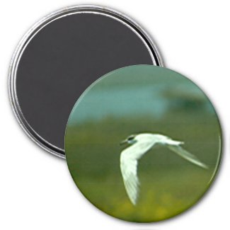 Magnet - Tern in flight magnet