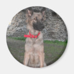 Magnet With German Shepherd