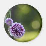 Magnet with photo of zinnia