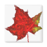 Magnet with red leaf Magnet with red leaf