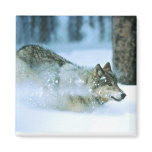 Magnet-Wolf Running