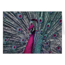 Magnificent Fantasy Peacock Pink & Green cards