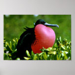 Magnificent Frigate Bird Print