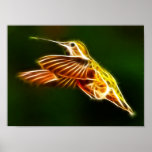 Magnificent Hummingbird Captured in Middle Air Print