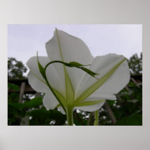 'Magnificent Moonflower' Poster