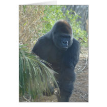 Magnificent Mountain Gorilla cards