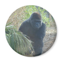 Magnificent Mountain Gorilla magnets by Loribme Magnificent Mountain Gorilla magnets