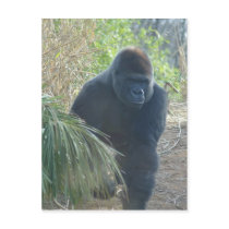 Magnificent Mountain Gorilla postcards by Loribme Magnificent Mountain Gorilla postcards