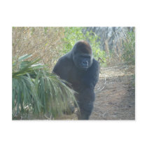 Magnificent Mountain Gorilla postcards by Loribme Magnificent Mountain Gorilla postcards
