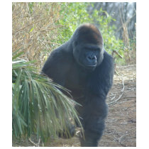 Magnificent Mountain Gorilla t-shirts