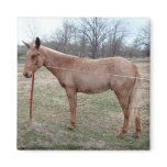 Magnificent Mule! Fridge Magnet