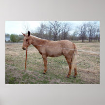 Magnificent Mule! Poster