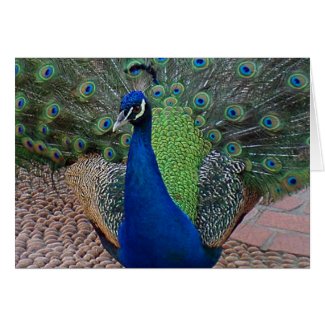 Magnificent Peacock Greeting Card