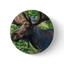 Magnificient Moose Button