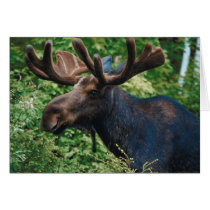 Magnificient Moose Greeting Cards