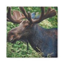 Magnificient Moose Magnets