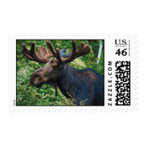 Magnificient Moose Postage