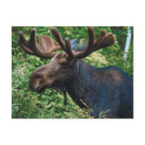 Magnificient Moose Postcards