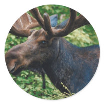 Magnificient Moose Round Stickers