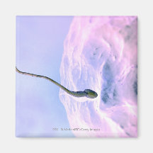 Magnified look at a sperm fertilizing an egg fridge magnet
