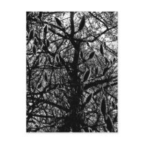 Magnolia 1 postcards