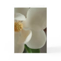 magnolia 2 cards by fleurdujour magnolia 2 cards