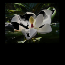 magnolia 3 t shirt ladies womans magnolias flowers